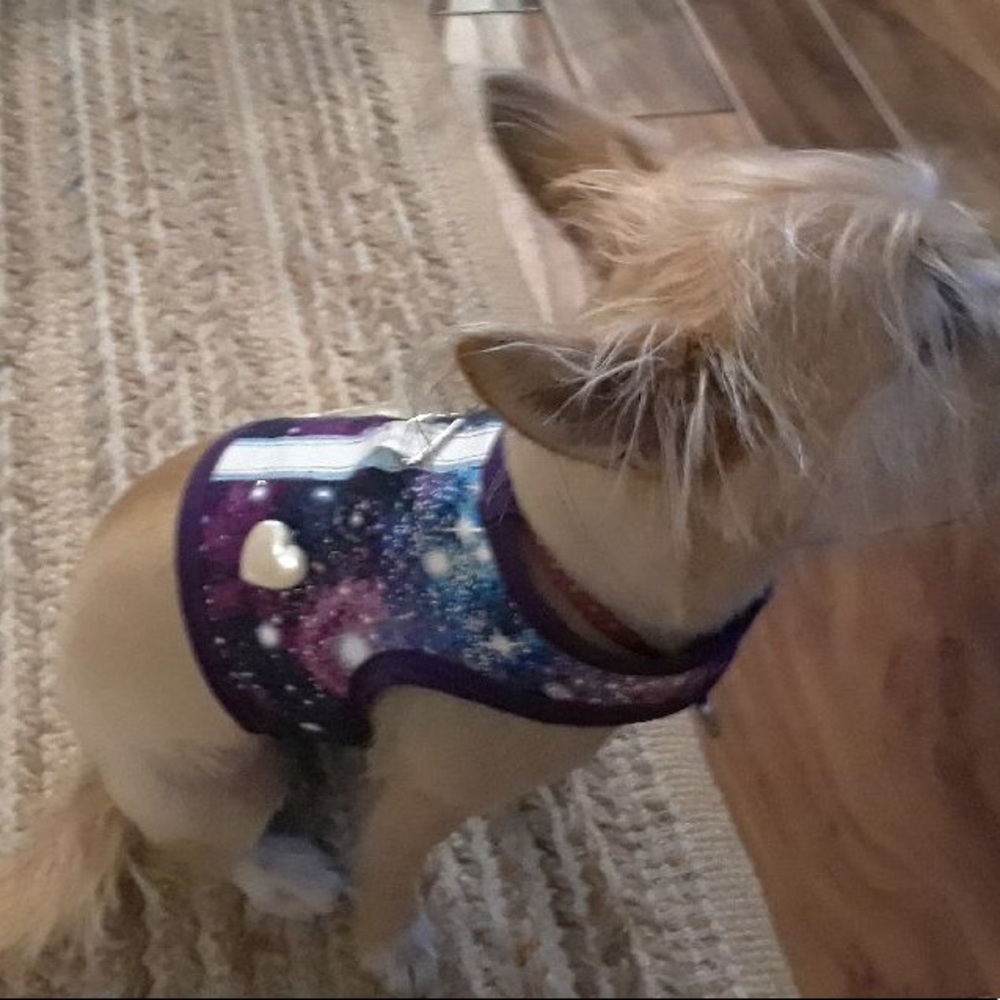 Dog Harness